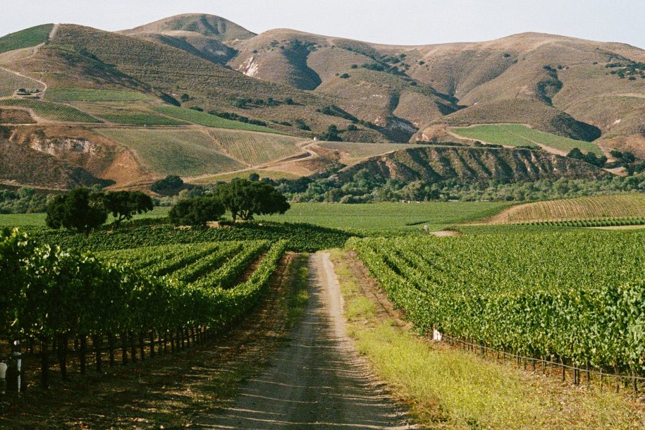 The Unstoppable Rise of Sta Rita Hills: Unique wines from a unique terroir