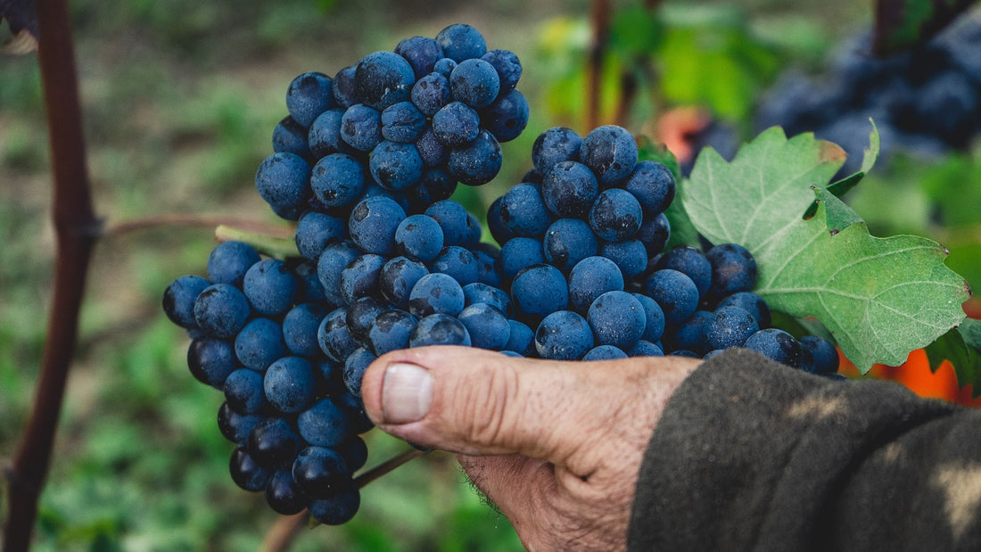 Read our guide to the grapes of Italy