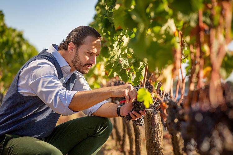Edouard Moueix in the vines
