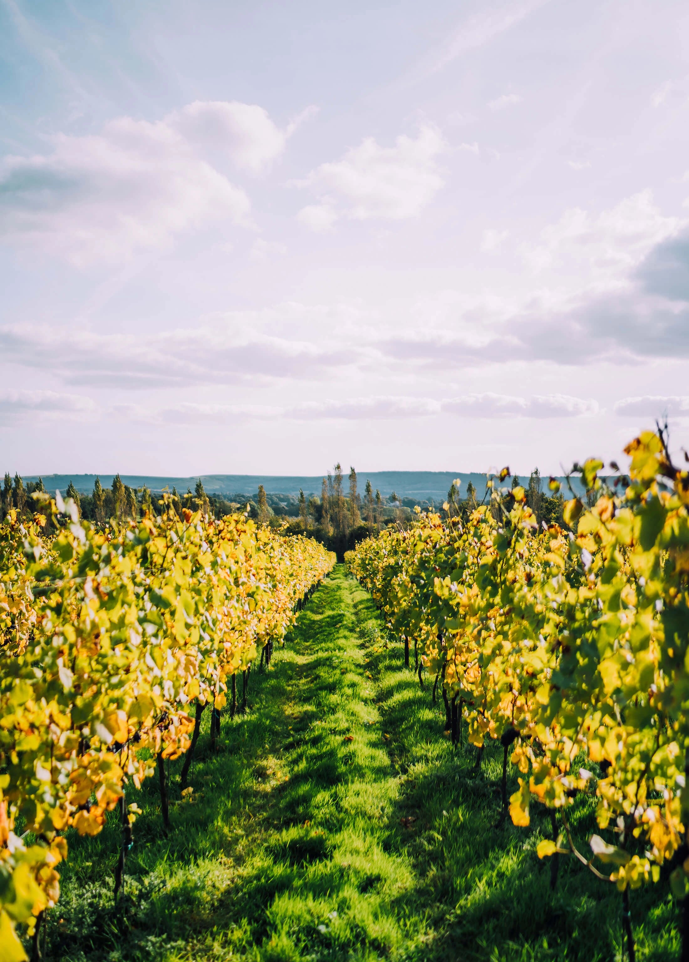 Nyetimber's wonderful vineyard
