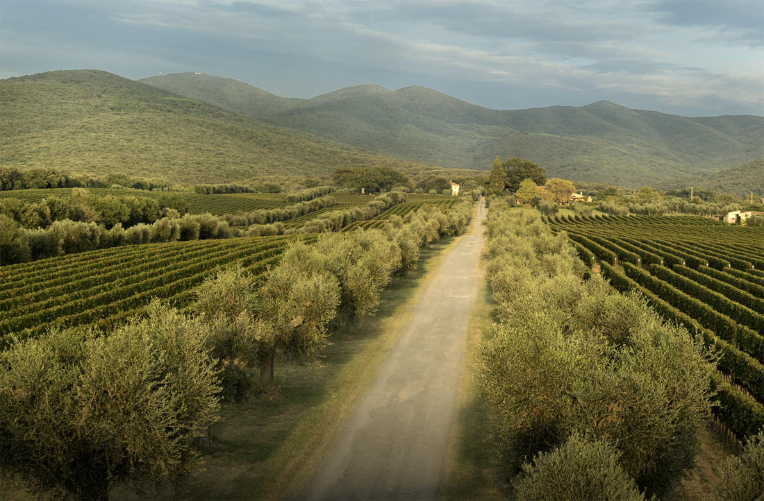 The vineyards of Ornellaia