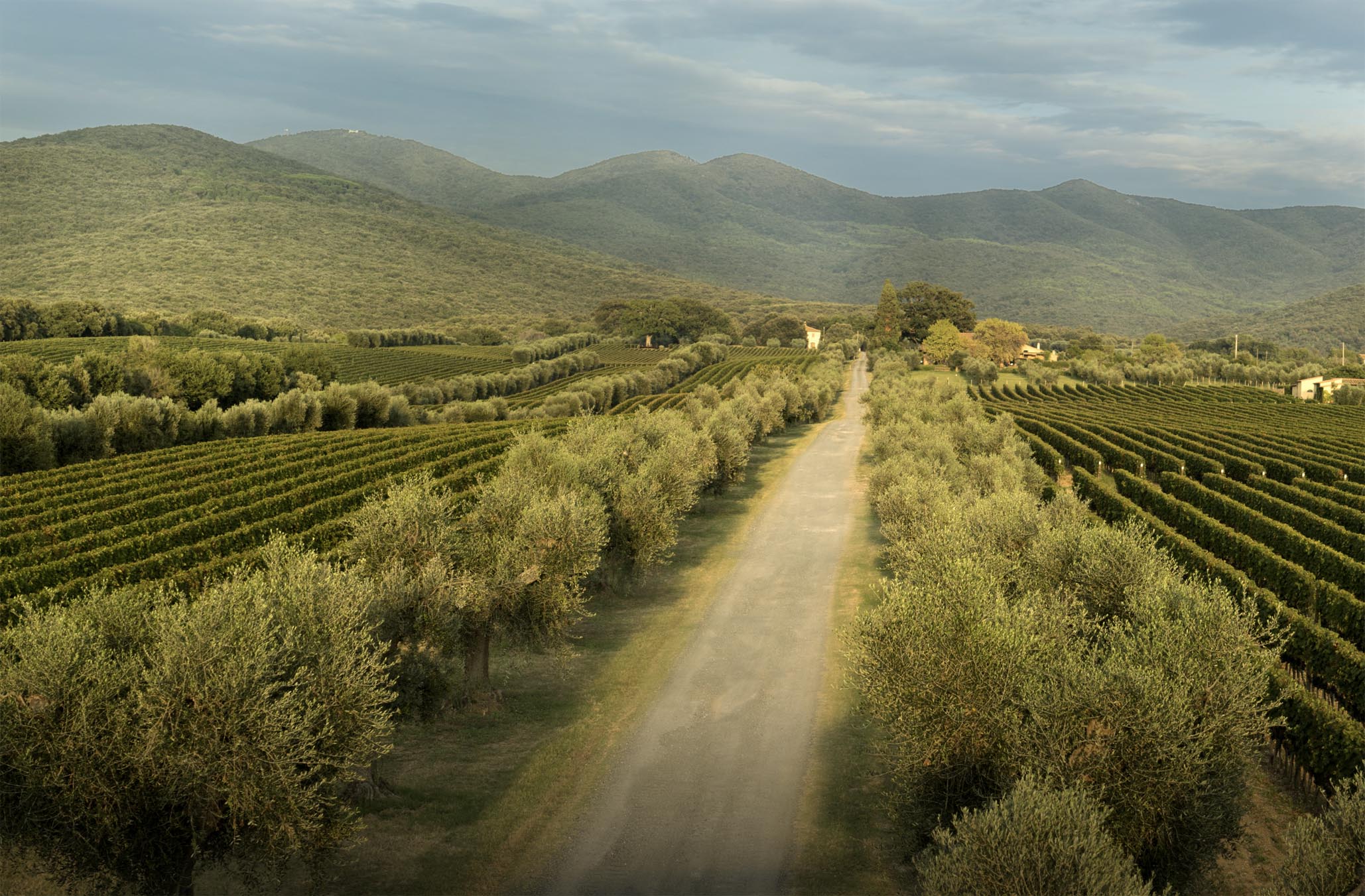 The vineyards of Ornellaia