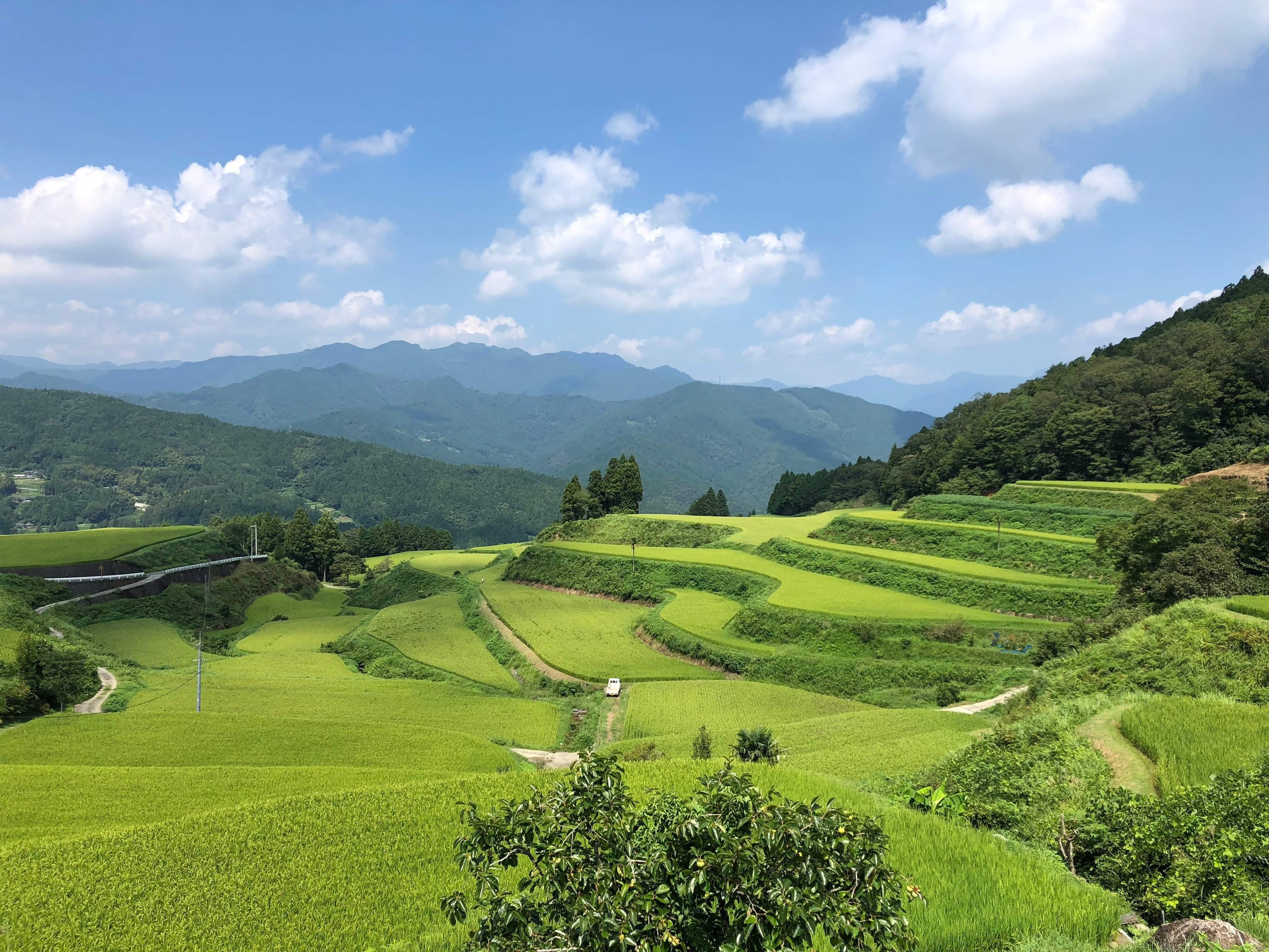 Terraced rice paddies