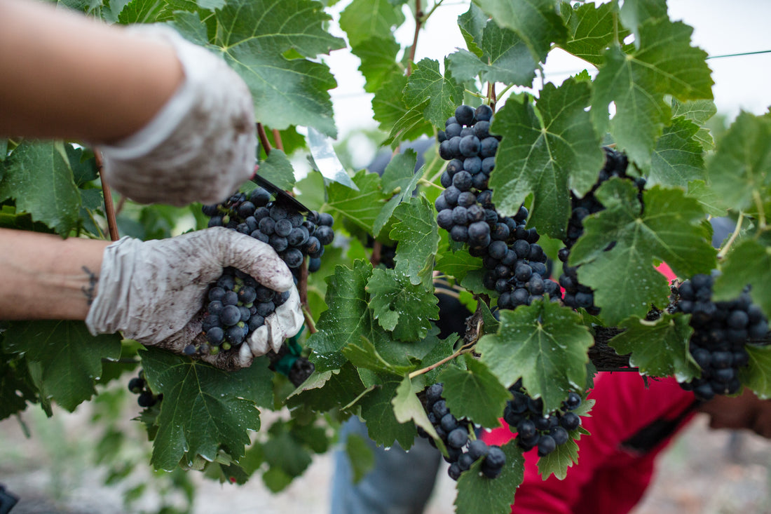 Harvesting red grapes