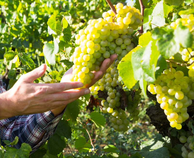 Grower Champagne