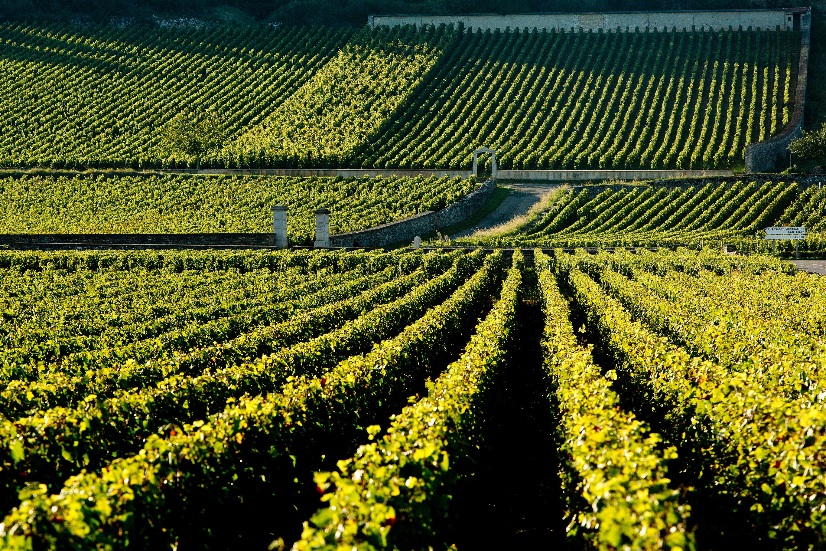Puligny Montrachet Domaine Leflaive 2011 – Hedonism Wines