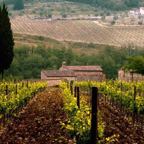 Sassicaia 1997 – Hedonism Wines
