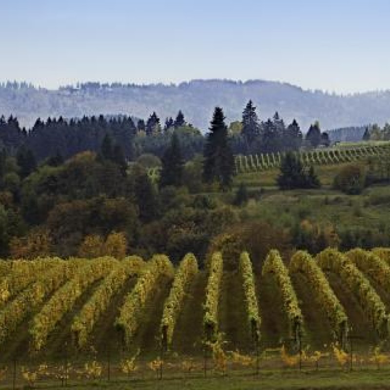 The Art of Winemaking in Cool Climates