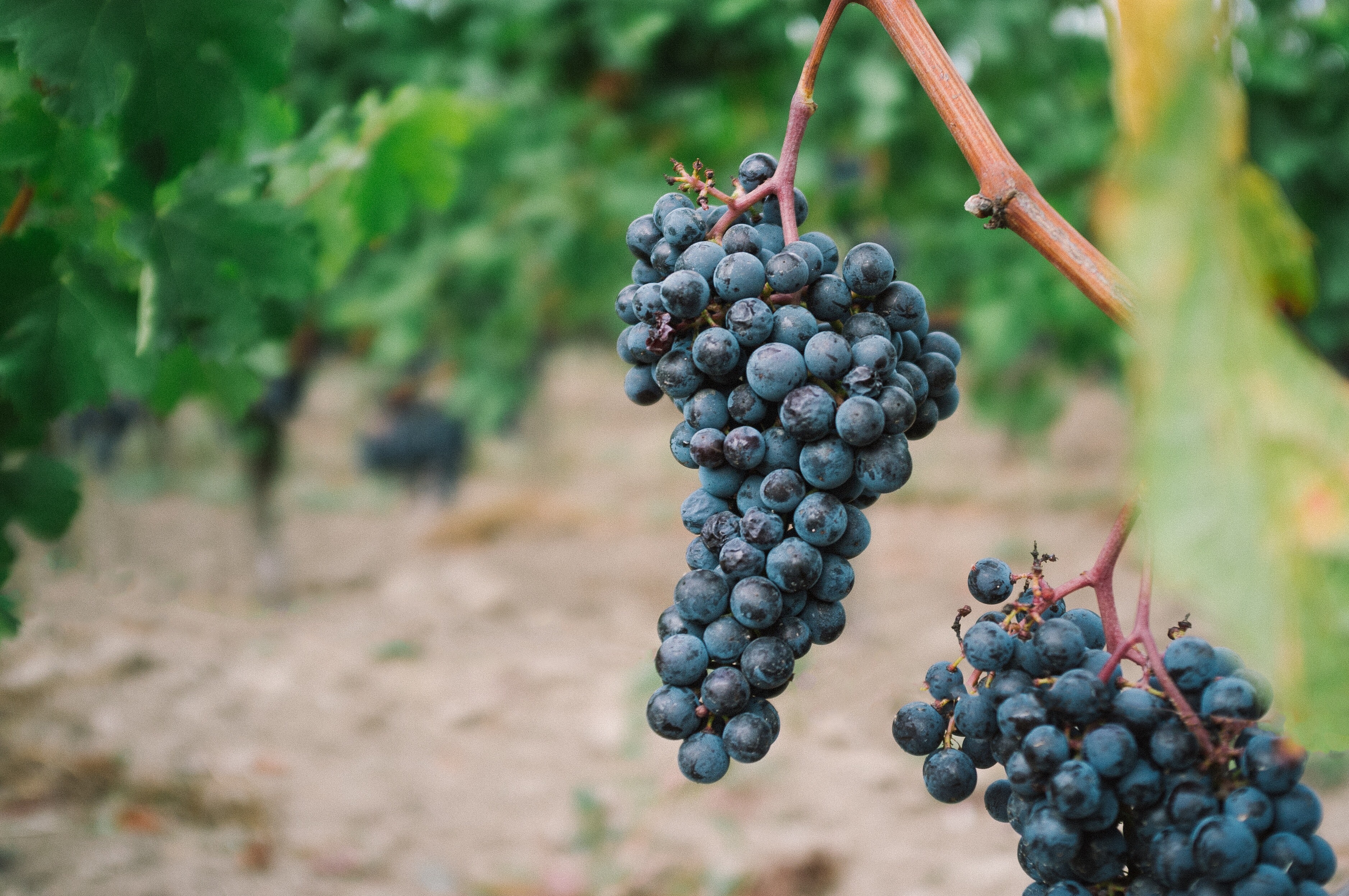Merlot and Cabernet Sauvignon grapes are two of the key varietals in Bordeaux