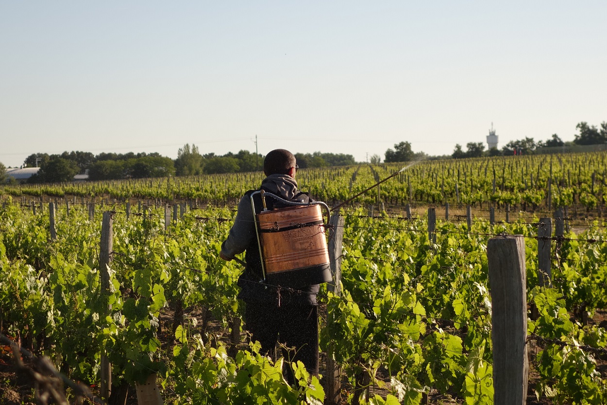 Maintaining the vineyard at Chateau La Lagune