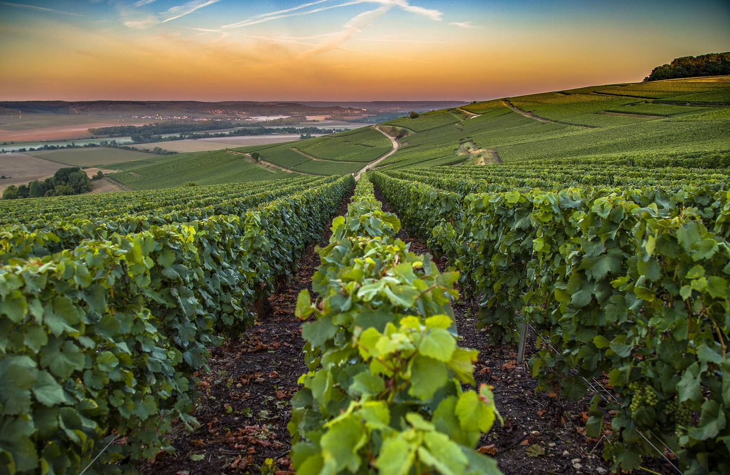 Rolling vineyards of Champagne