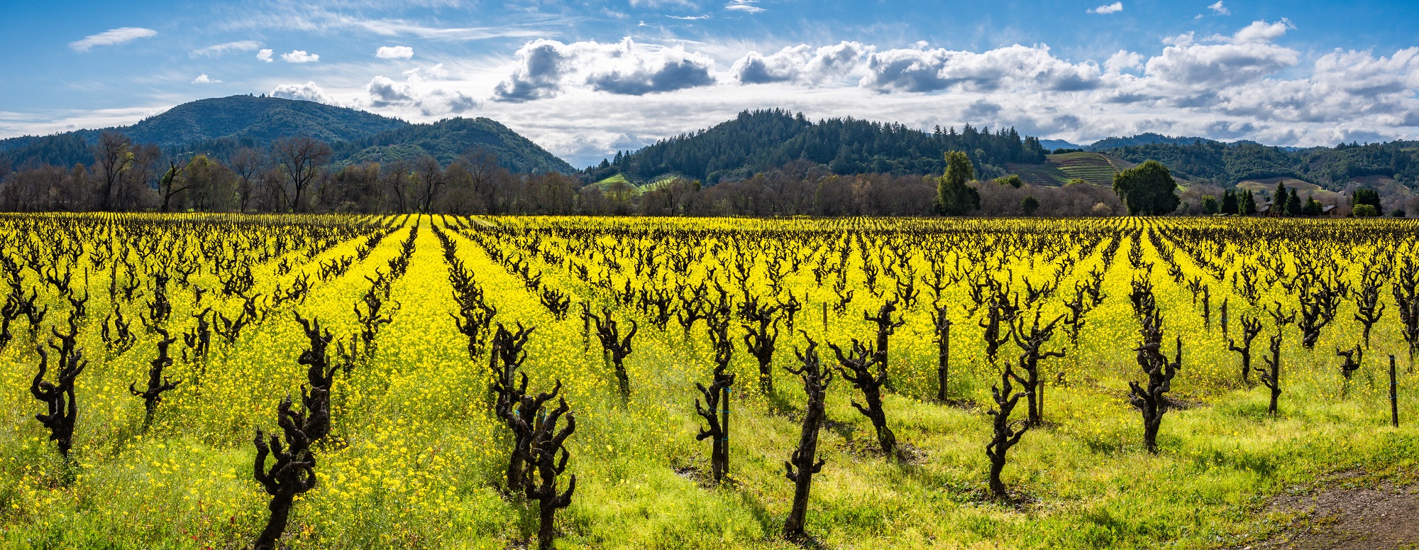 The rolling vineyards of Napa Valley