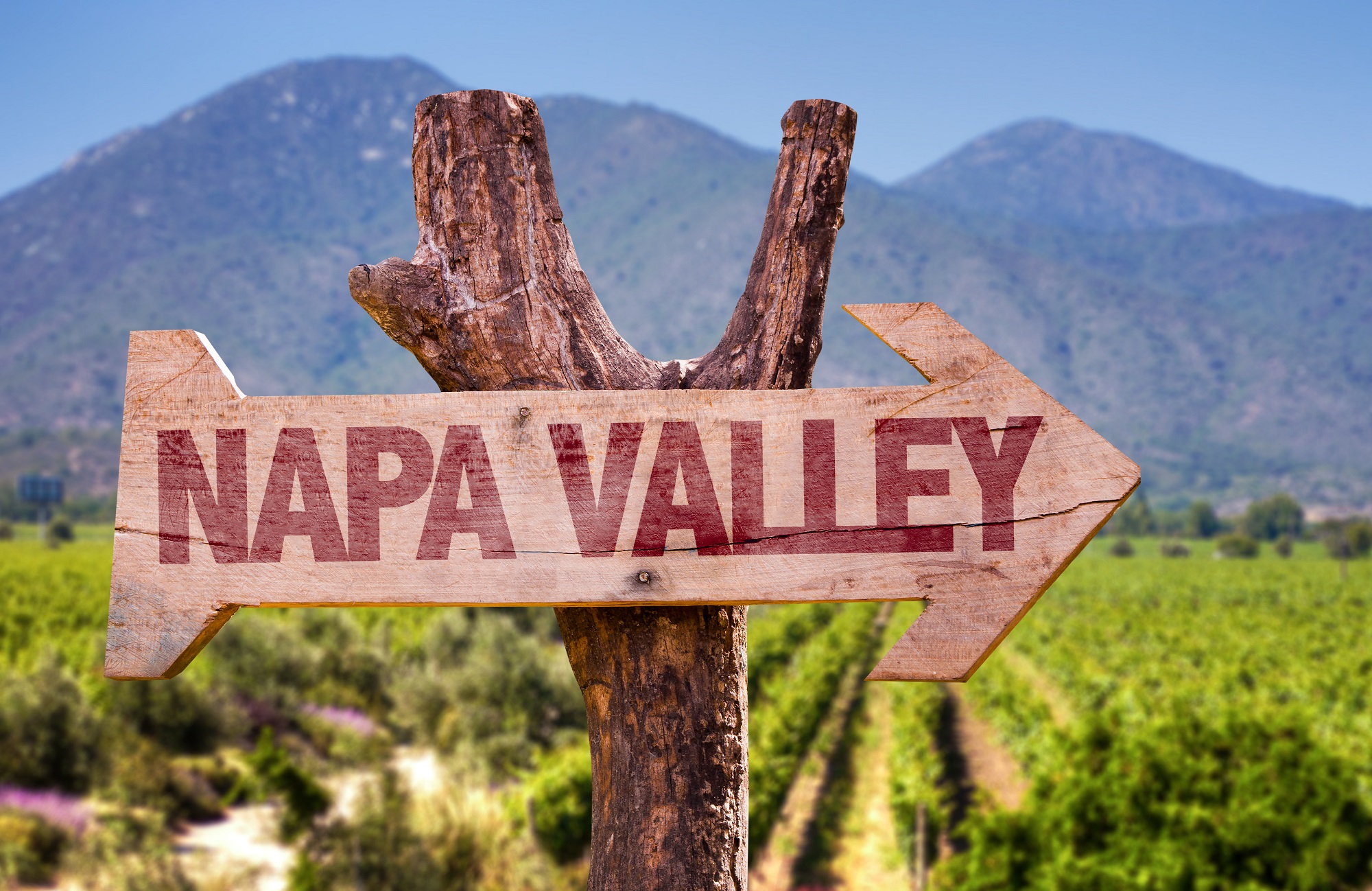The wines of Napa Valley in California are considered some of the best in America