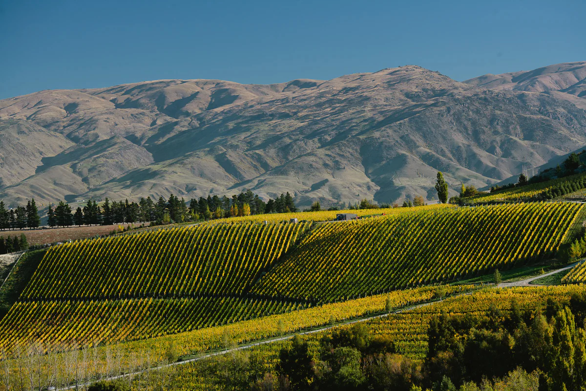 Burn Cottage vineyards