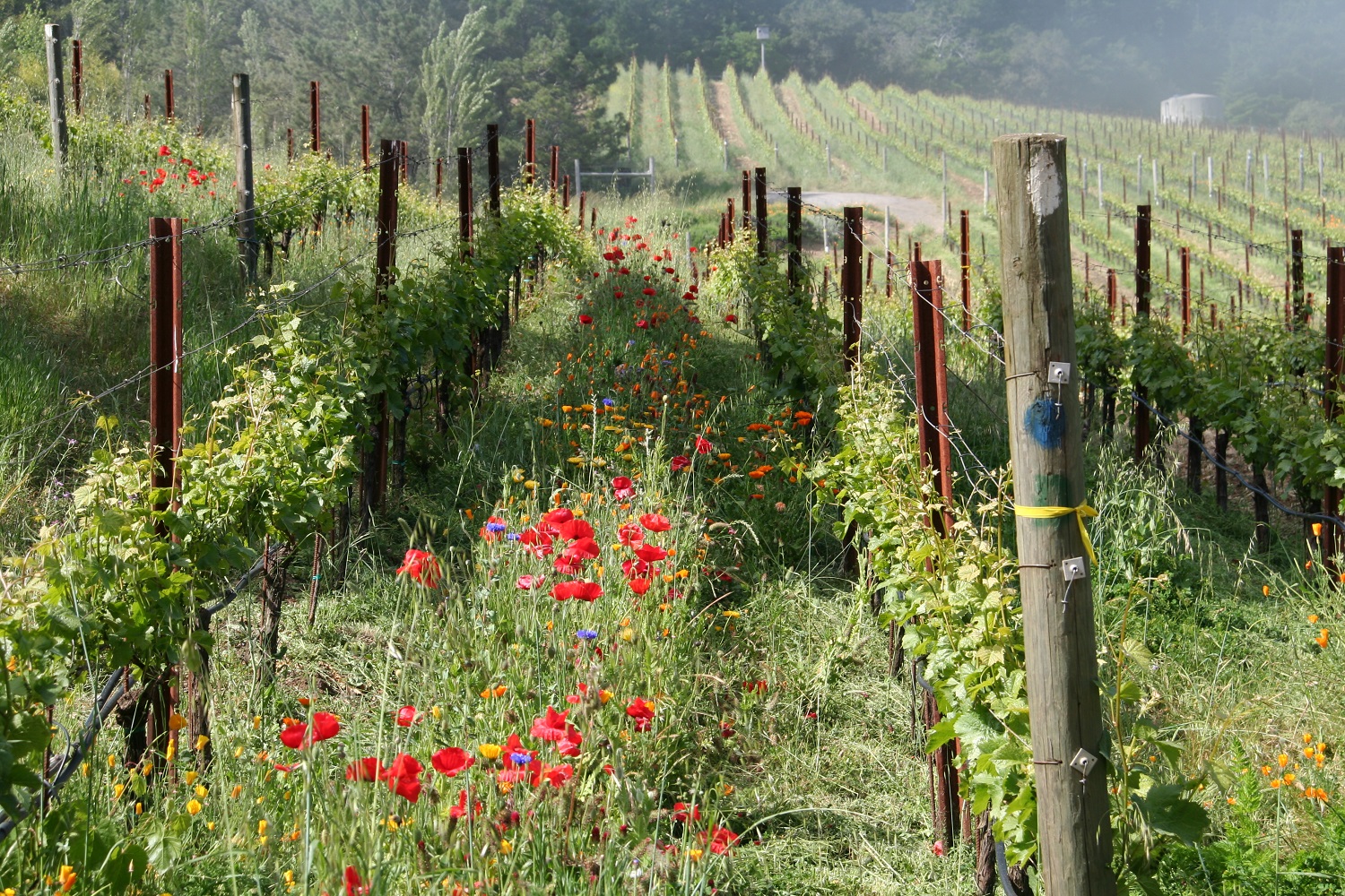 Haven vineyard in Spring