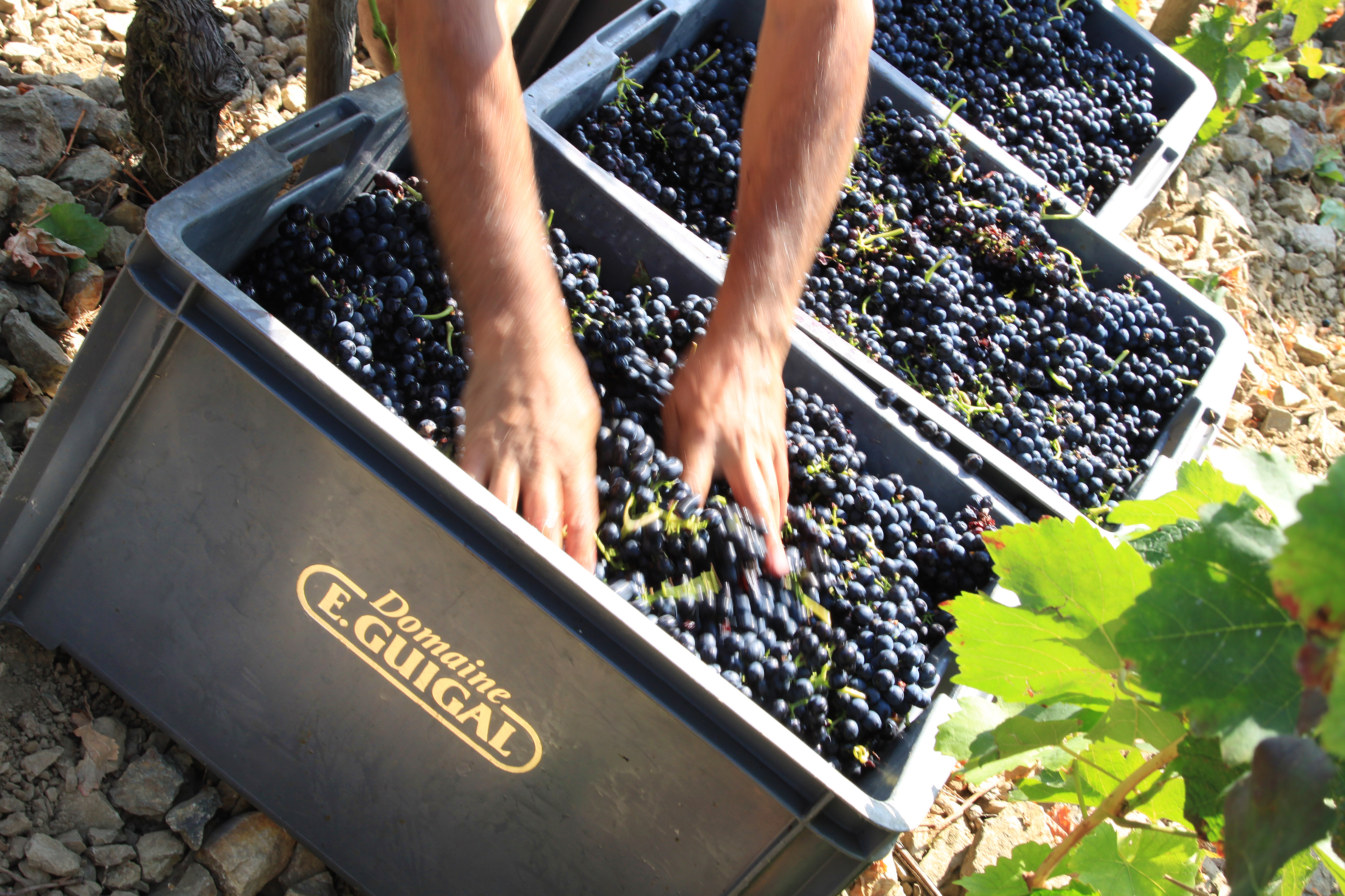 The harvest at Chateau d'Ampuis