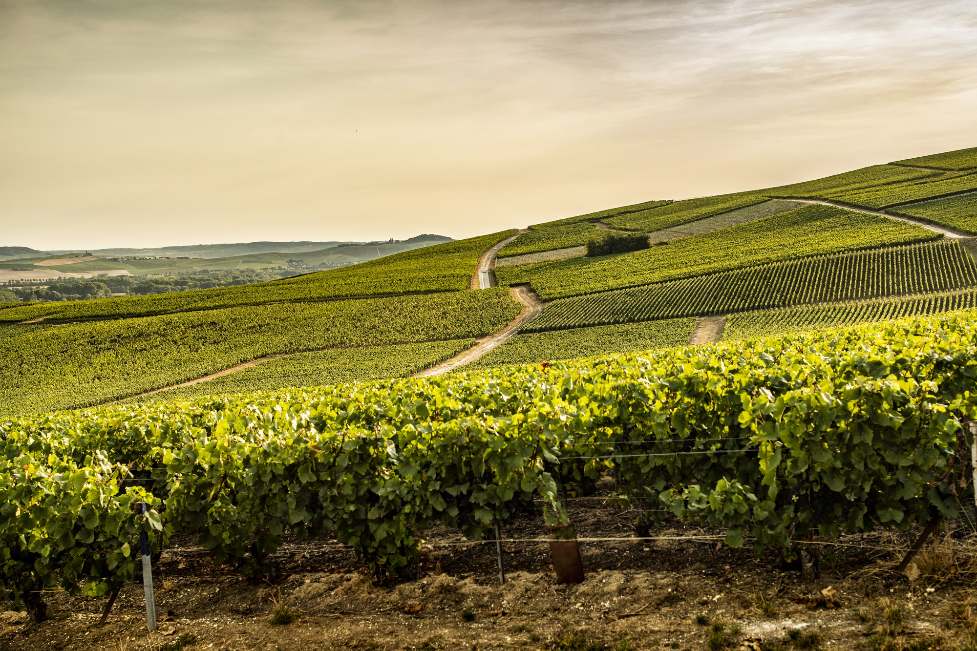 A view from the vineyards at Laurent-Perrier