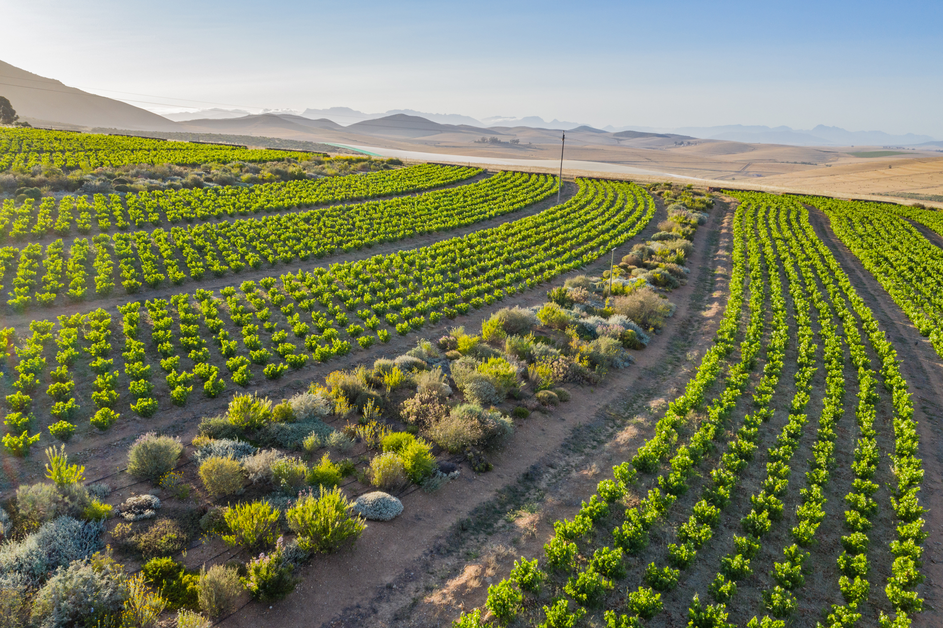 Mullineux Vineyards