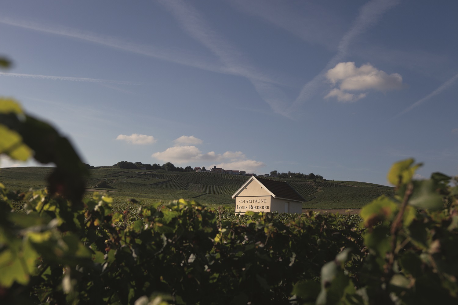 The vineyards at Louis Roederer