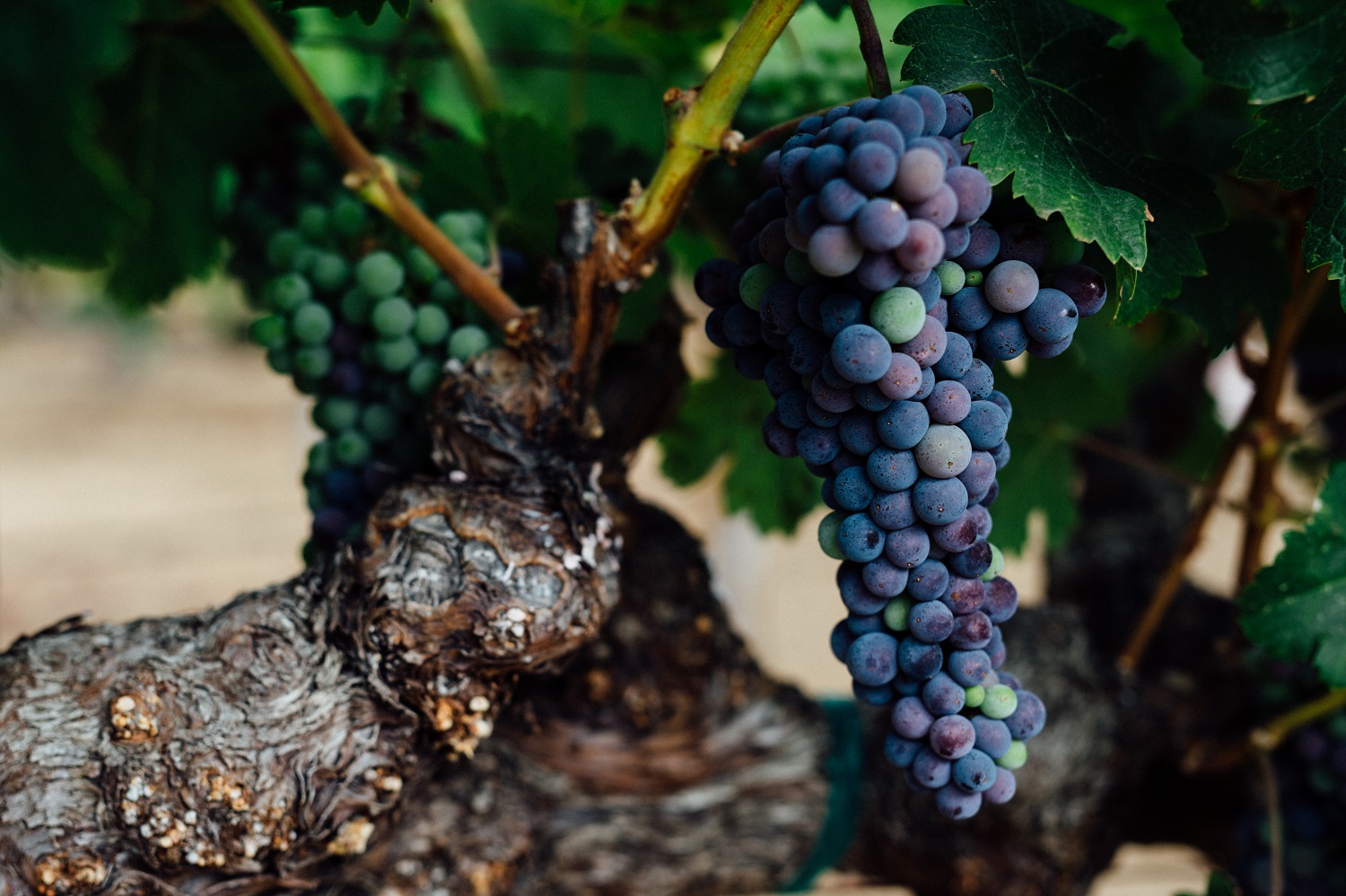 Cabernet Sauvignon has long been the focus at Abreu vineyards