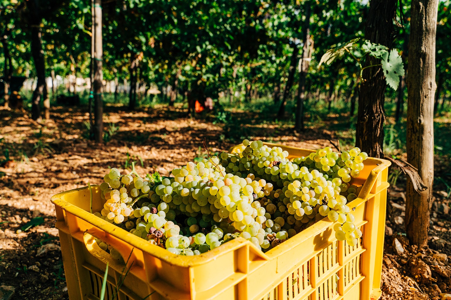 Pinot Bianco is one of Italy's most popular white grapes