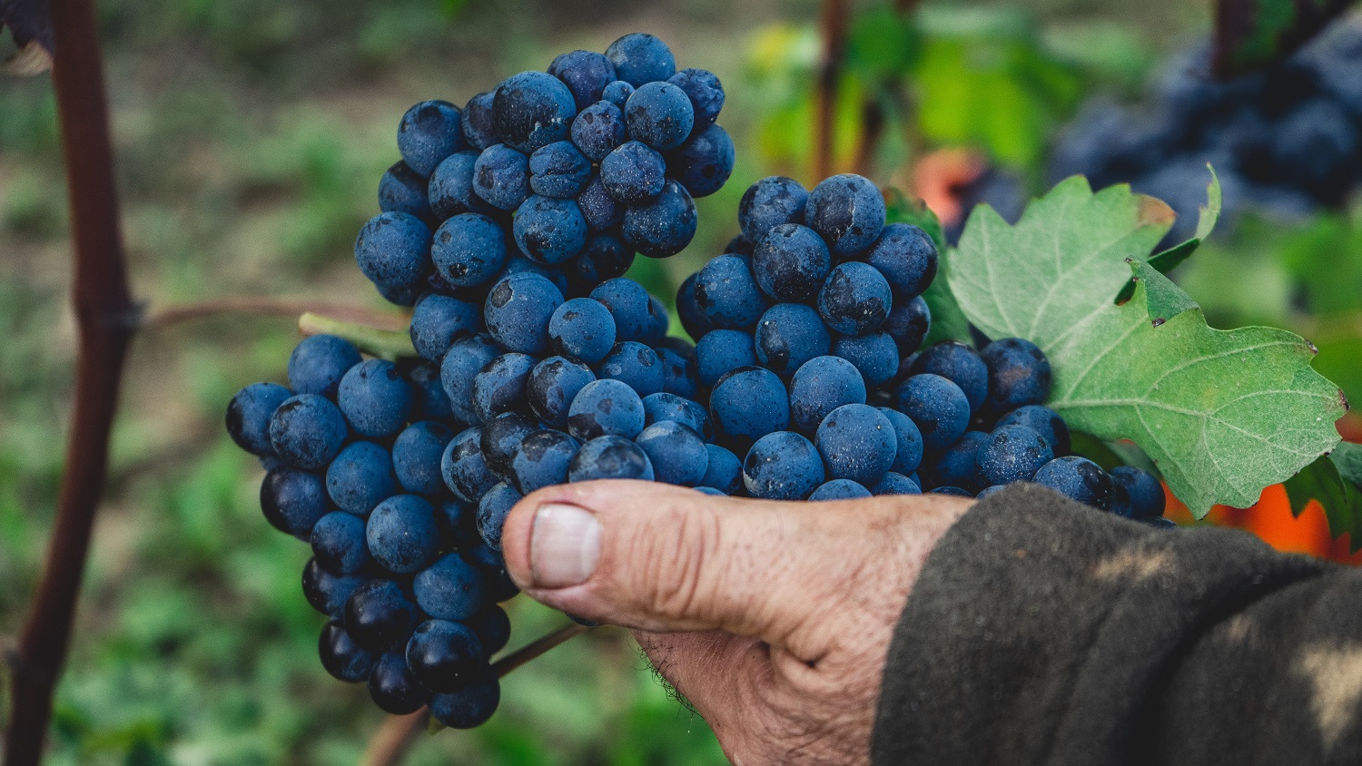 Tuscany is home to many international grape varieties like Cabernet Sauvignon