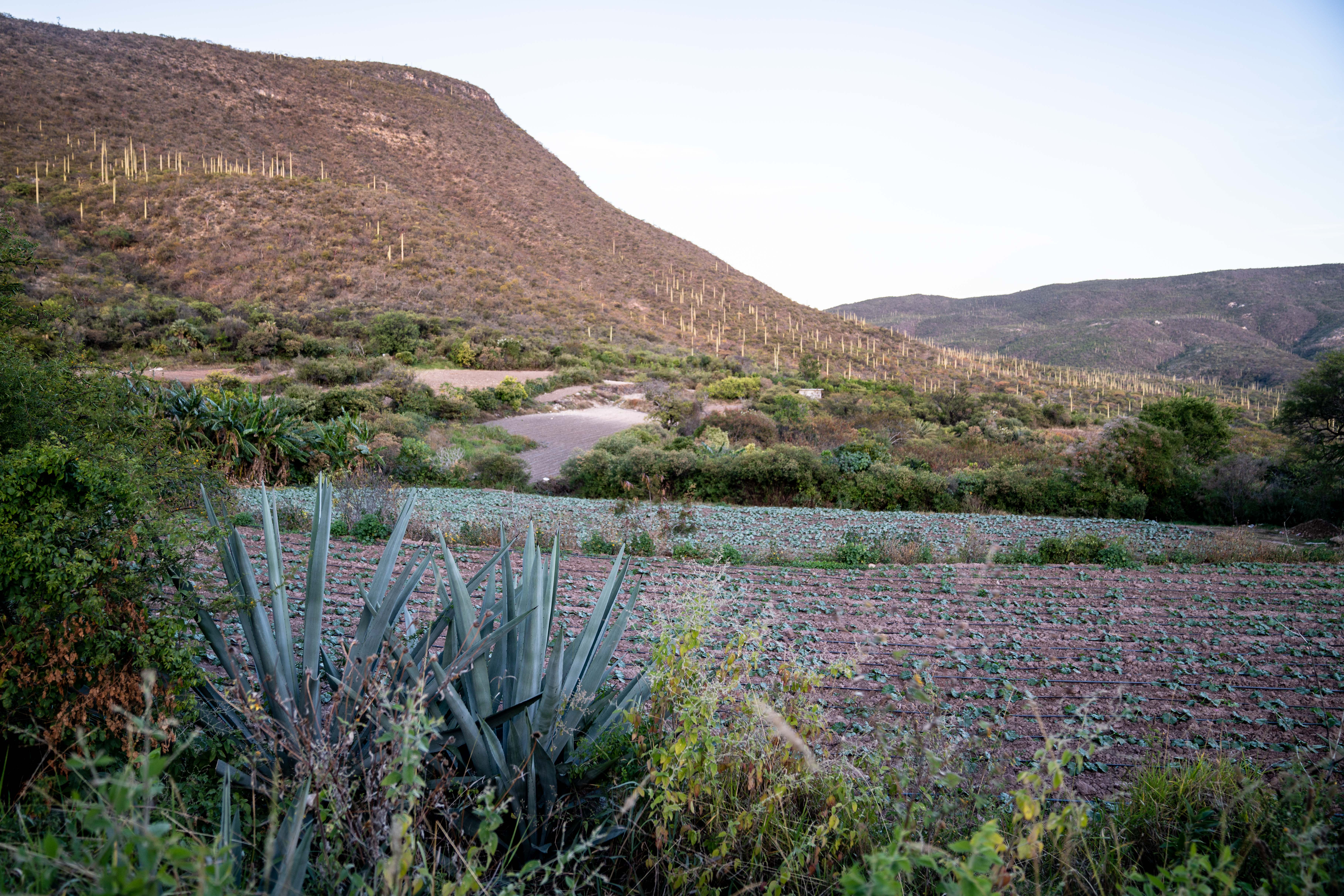 Del Maguey produce a range of mezcals from many small villages in Oaxaca