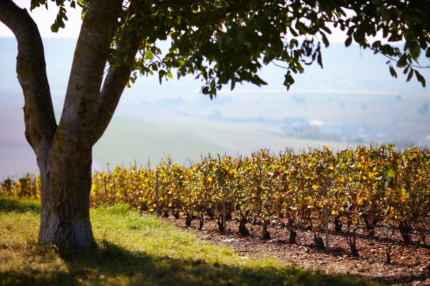 The vineyards at Pol Roger