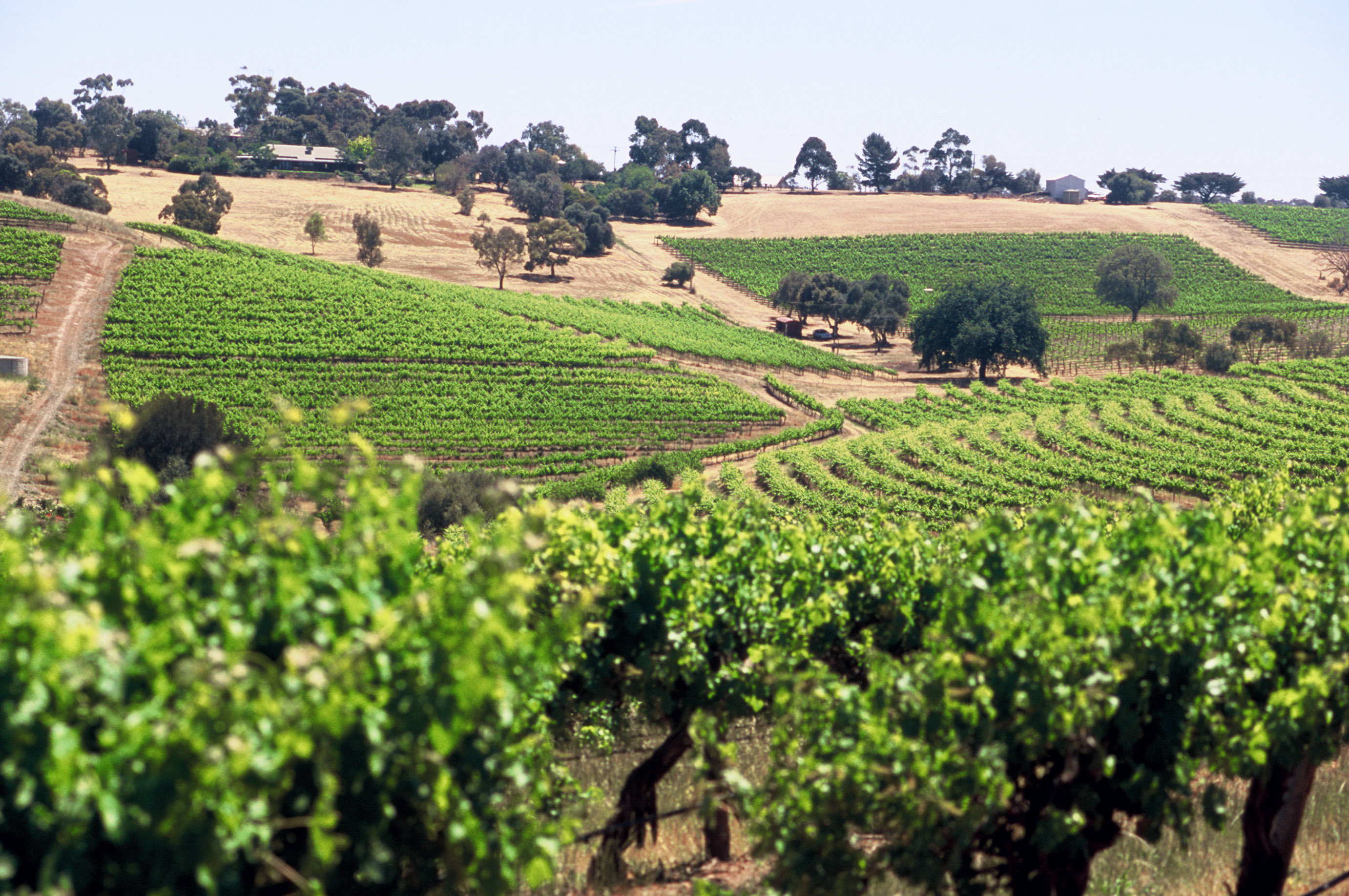 Penfold's vineyards in the McLaren Vale