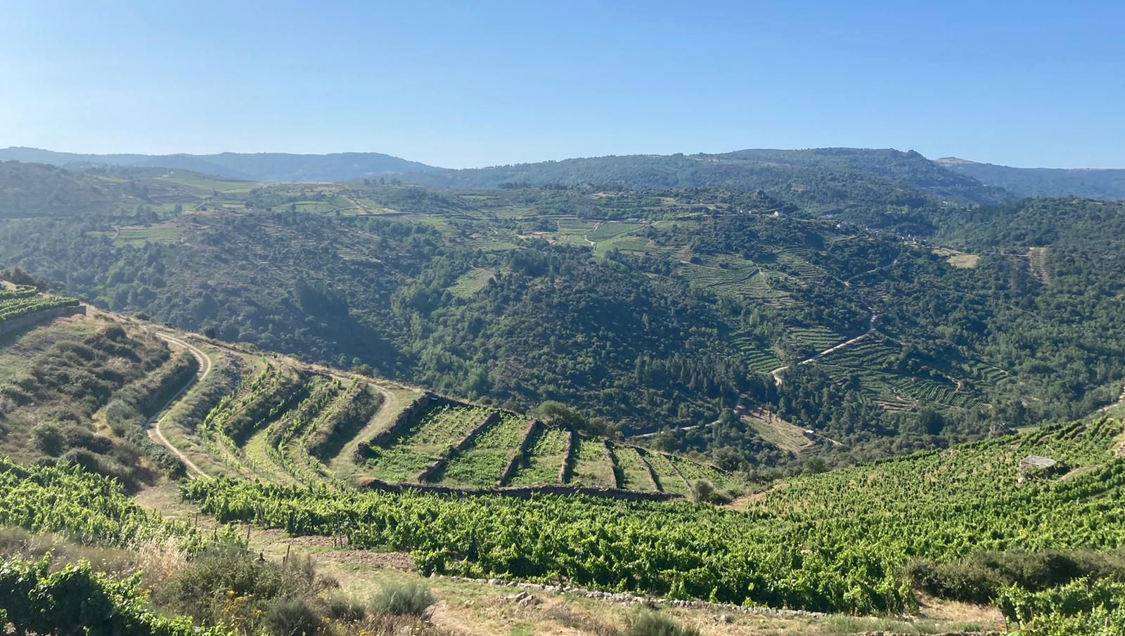 Rafael Palacios vineyards
