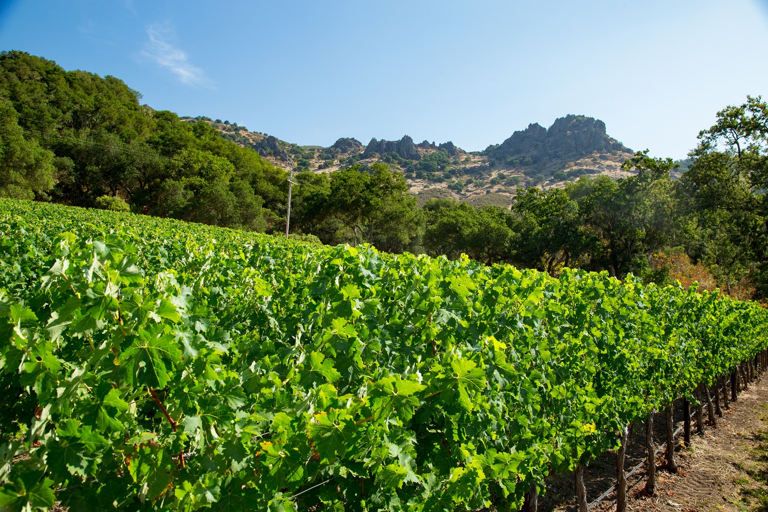 The vines at Stag's Leap