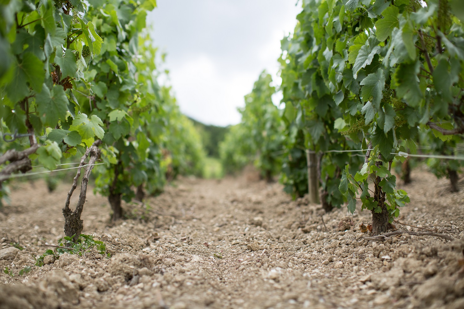 Bruno Paillard use primarily Chardonnay and Pinot Noir in their Champagnes