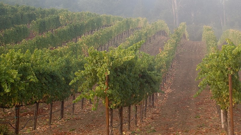 The misty vineyard at Scarecrow