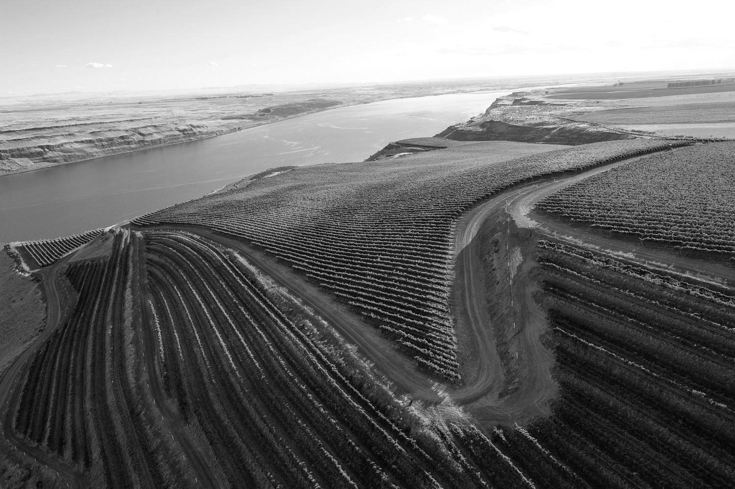 Washington State vineyards