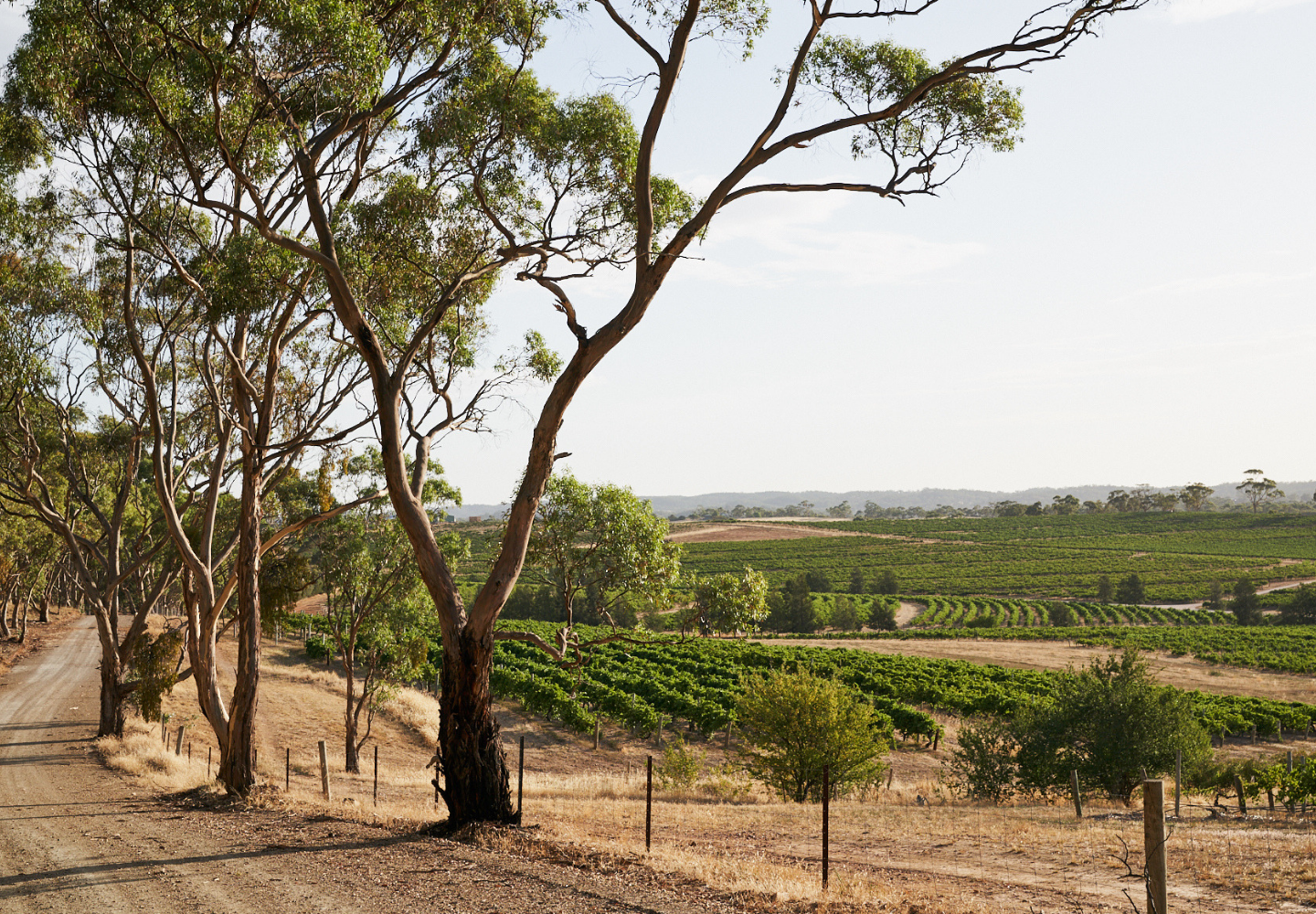 Vineyards in the Barossa