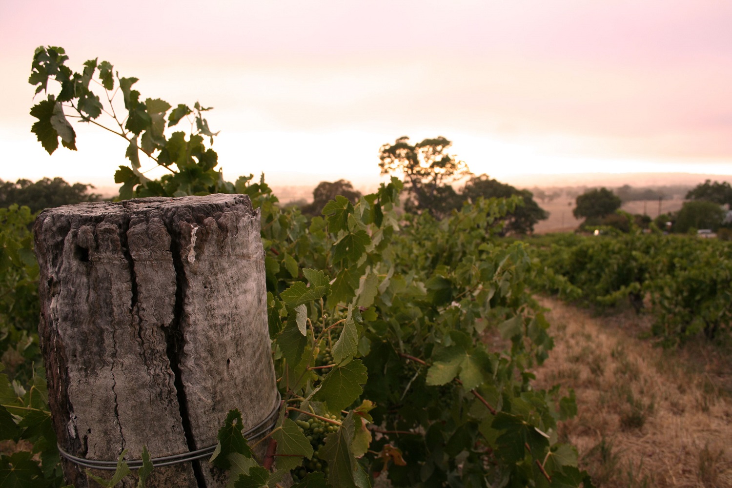 Shiraz vines in the Barossa