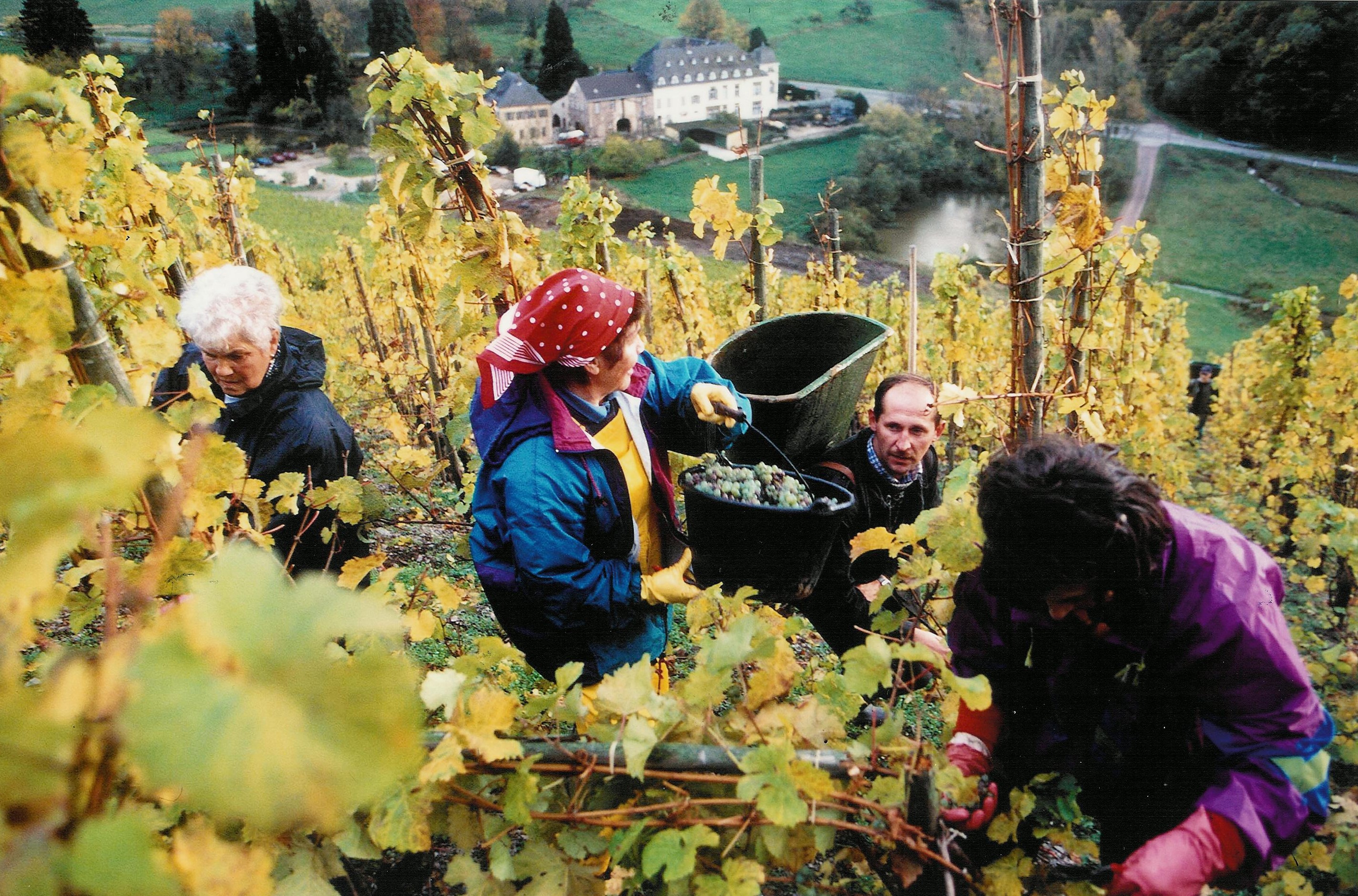 Busy in the vines