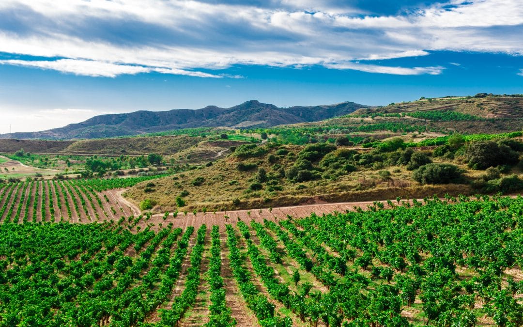 Vineyard in Jumilla