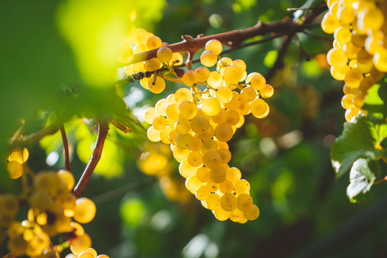 Chardonnay grapes hanging on the vine