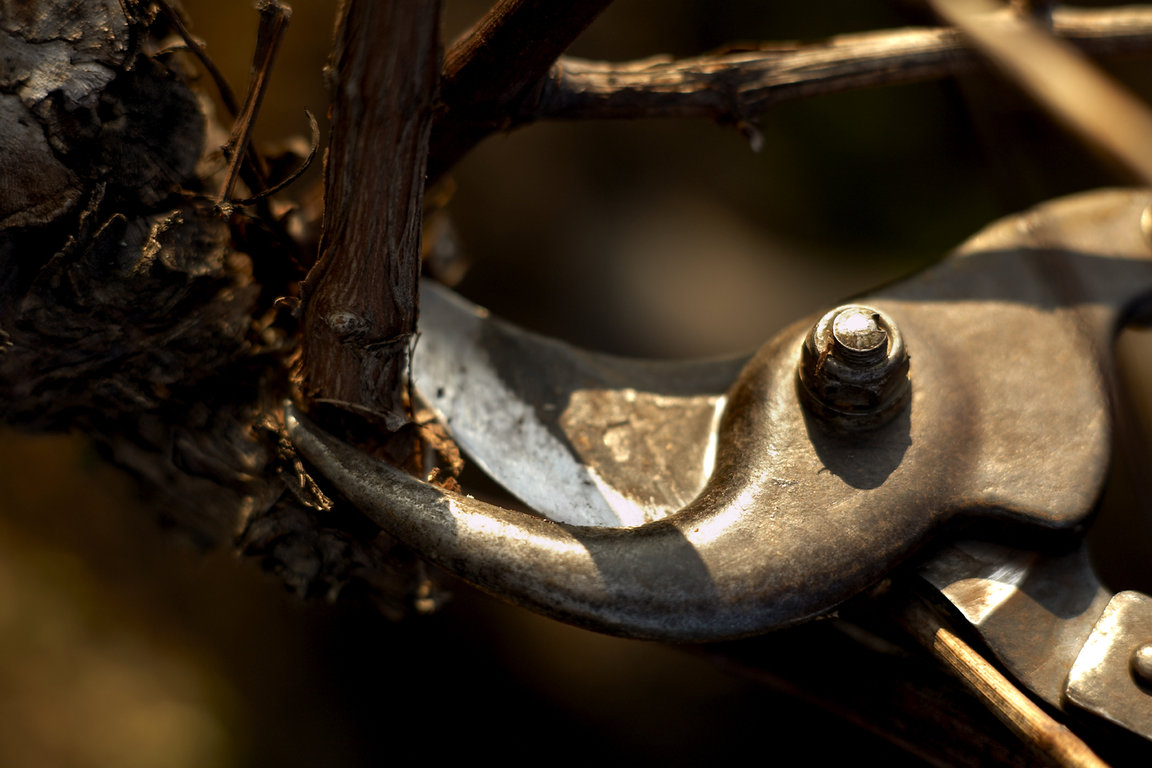 Hand harvesting grapes in Burgundy is a common practice