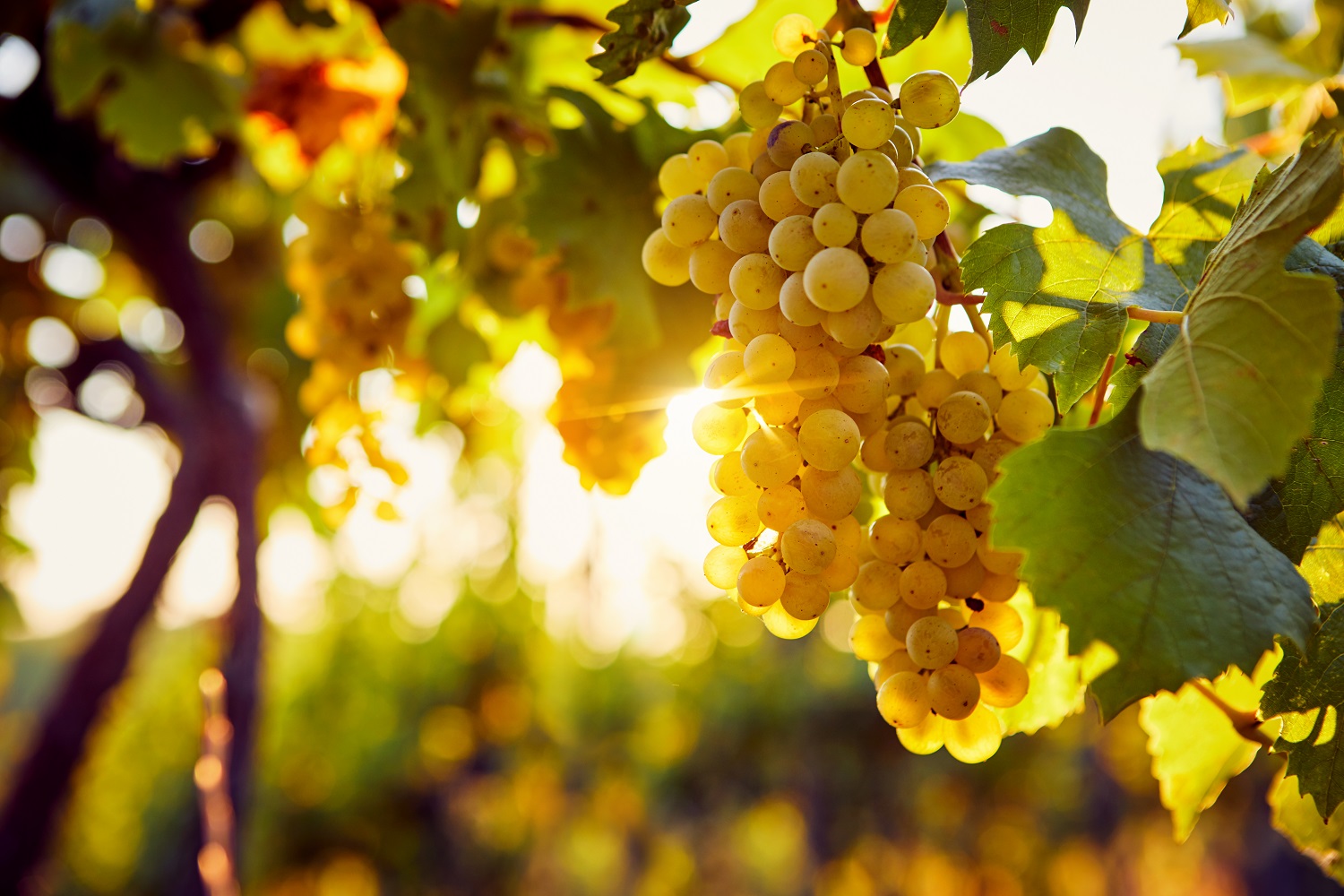 Chardonnay grapes are used to make nearly all the white wines of Burgundy