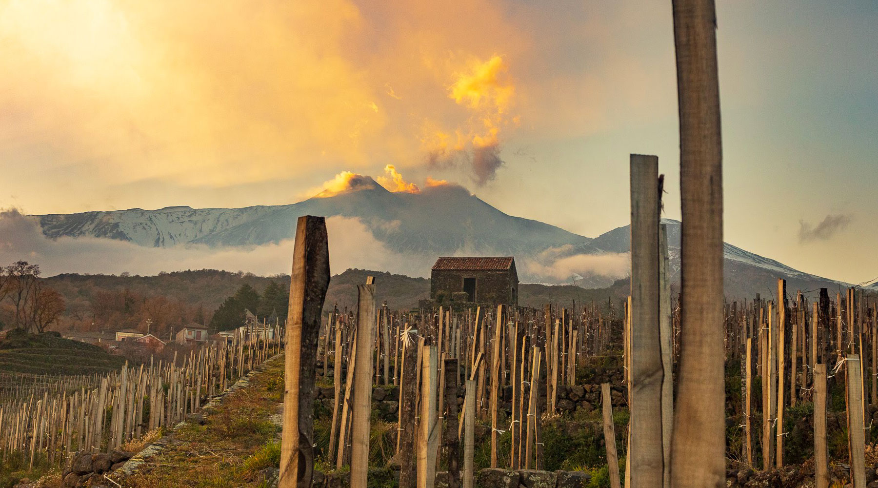 Sicily vineyards
