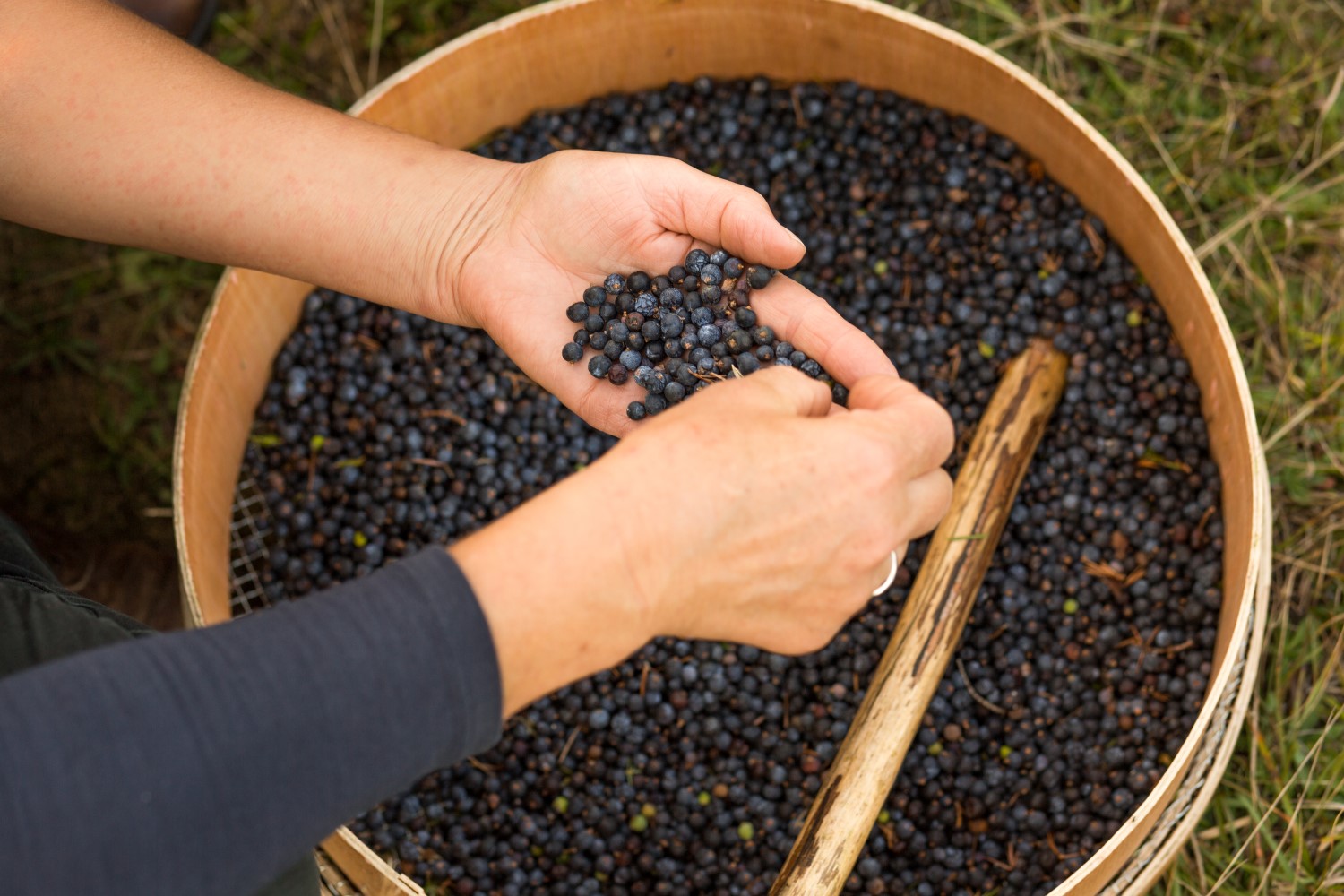 Sorting berries for use in the distillation process