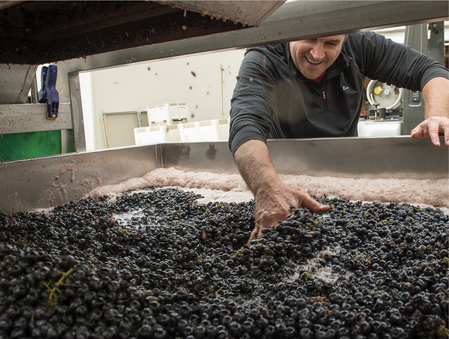 Sorting grapes in Washington State