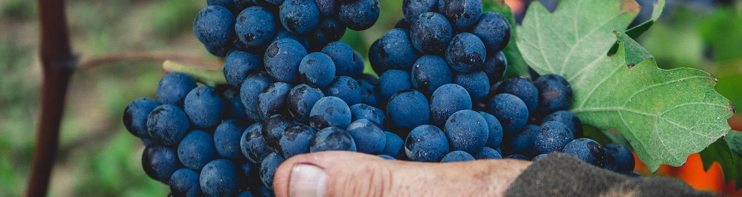 Read our guide to the grapes of Italy