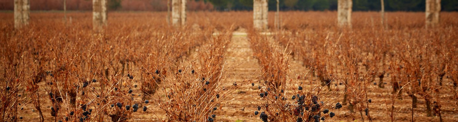 The vineyards at Vega Sicilia