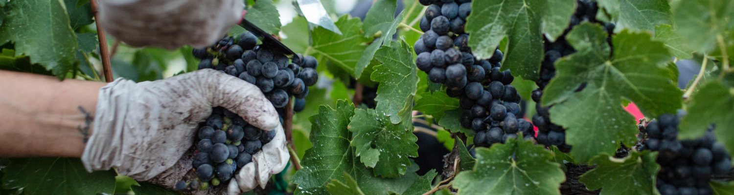 Harvesting red grapes