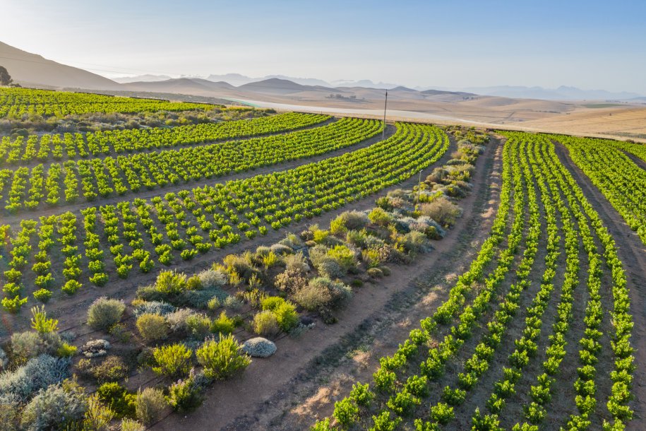 Swartland Vineyards