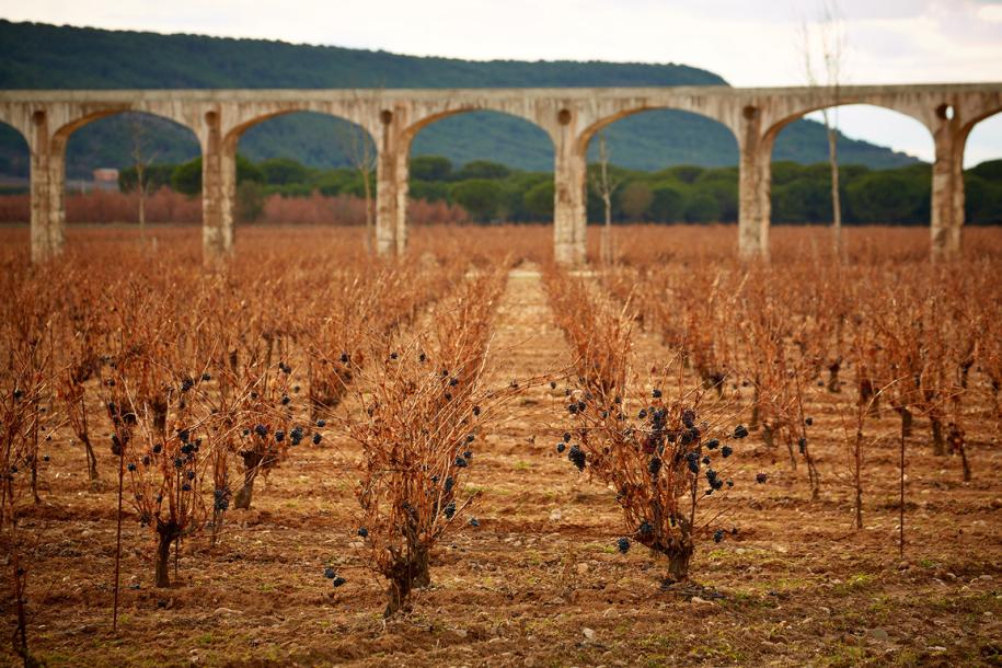 The vineyards at Vega Sicilia