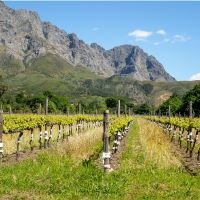 Vineyards
